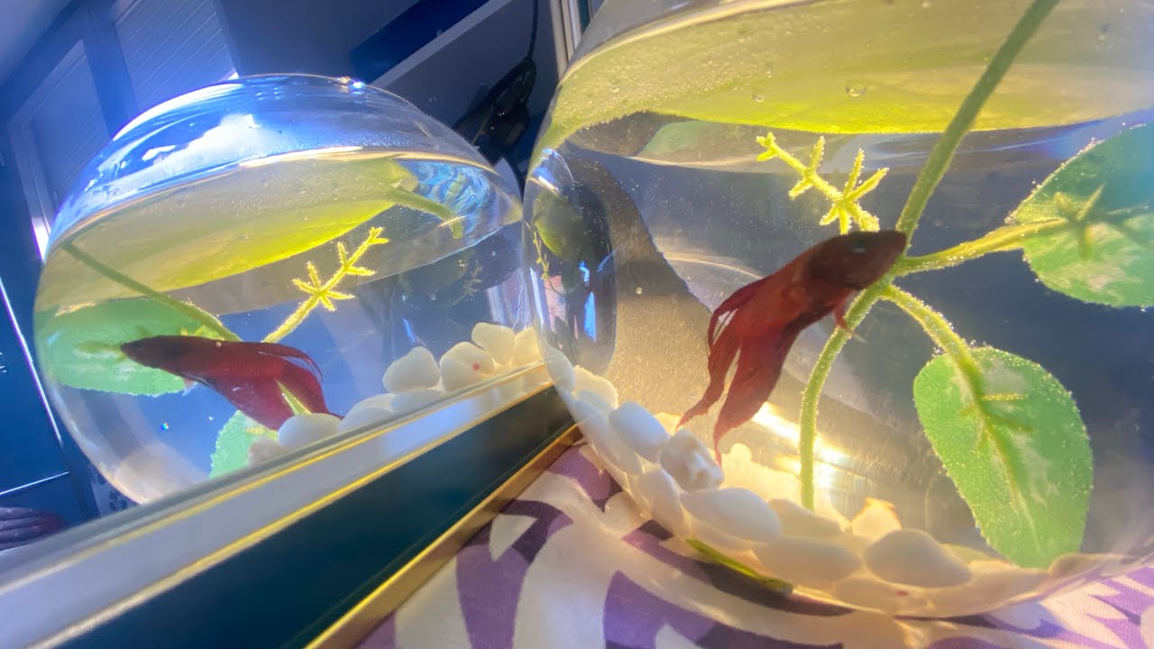 Compramos Pec Bettaاتنی حوبصورت مچھلی آپ نے دیکھی ہے