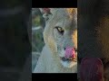 Some say the first year after independence is a battle for survival. #wildlife #animals #shorts