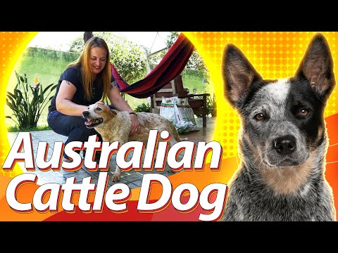 Video: Características de los Blue Heelers