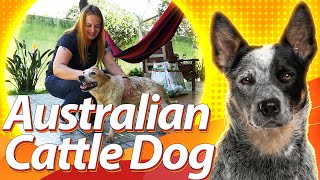 AUSTRALIAN CATTLE DOG: Boiadeiro Australiano, Blue ou Red Heeler? | Guia de Raças Baw Waw