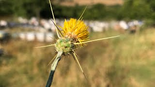 Çakır Dikeni Centaurea Solsialis Sarı Yıldız Yıldız Öbeği Sarı Horoz. Güneş Çiçeği,Gelindüğms