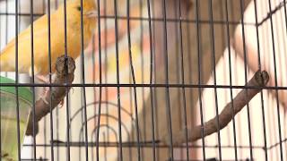 Difference Between Male And Female Canary Sounds  How To Tell The Difference Canaries