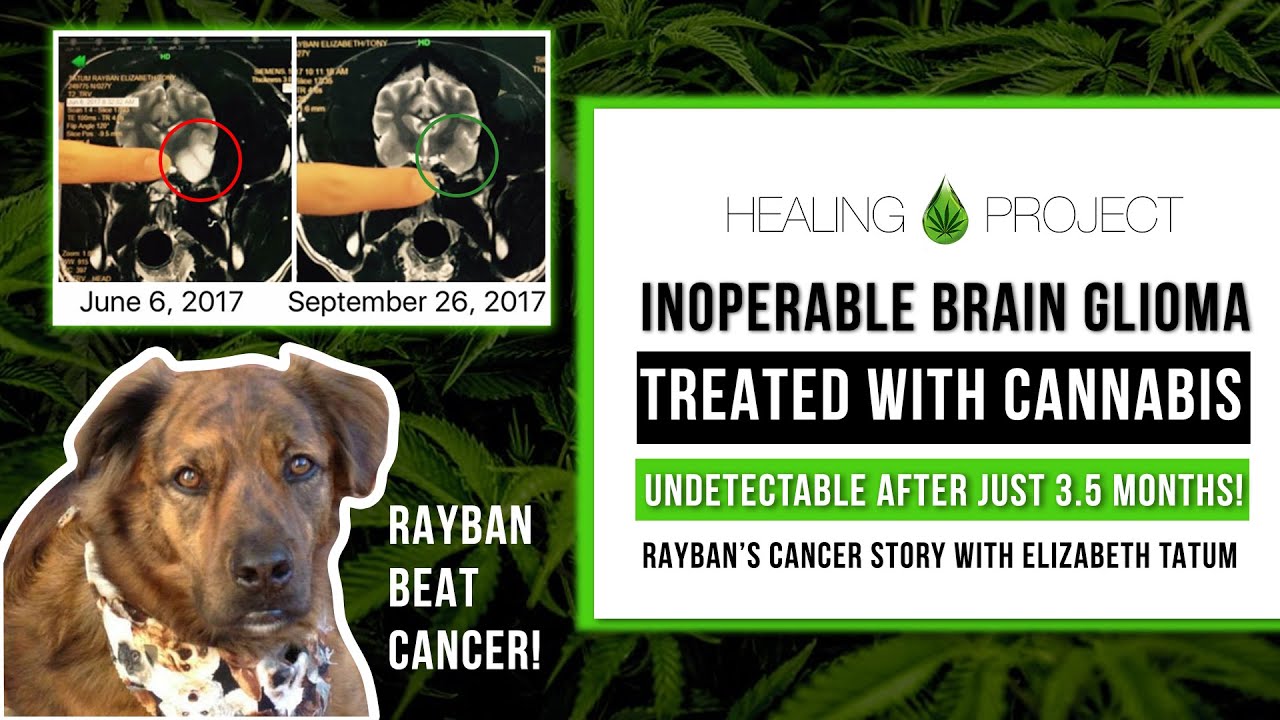 How Rayban beat Dog Brain Cancer using Cannabis | Inoperable Glioma of the Brain GONE in 3.5 months!