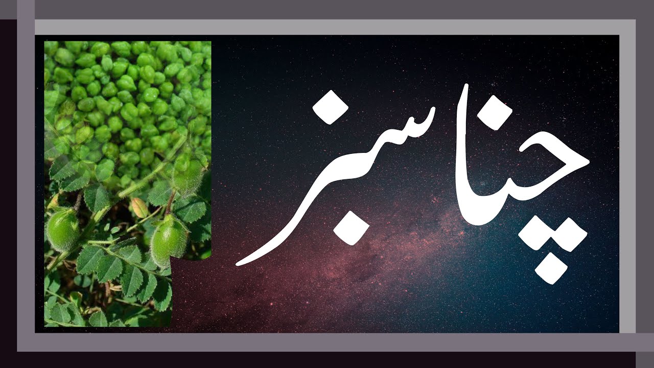 Green Chickpea In urdu Natural Home Remedies / نخود سبز / احمص اخضر