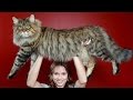 10 Biggest Cat Breeds