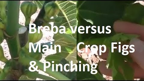 Breba vs Main Crop Figs and Pinching