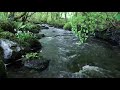 Relaxing river sounds  peaceful forest river birds  water sounds   17 minutes  nature
