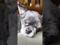 👉 Cute Shih Tzu Chihuahua Mix 🐶 So Sweet You’ll Smile Instantly