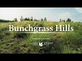 Bunchgrass Hills