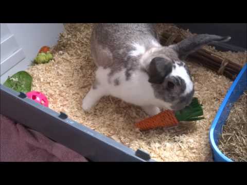 vlog---getting-two-rabbits!