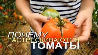 ТОМАТЫ РАСТРЕСКИВАЮТСЯ! Что сделать, чтобы уменьшить растрескивание! Советы от ЗЕЛЕНОГО ОГОРОДА!