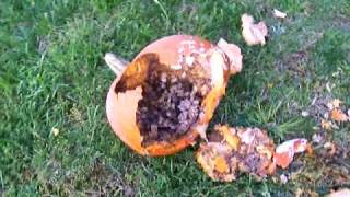Exploding pumpkin!!! (part 2)