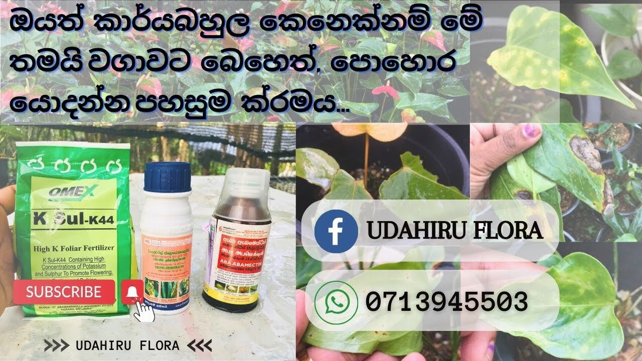 🦋ඔයා ඇන්තූරියම් වලට ආස උනත් බෙහෙත්, පොහොර කරන්න කාලය නැති තරම් Busy ද..? | එහෙනම් මෙන්න විසදුම💯
