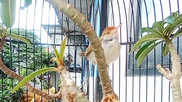 prenjak lumut gacor di aviary mini bonsai kamboja