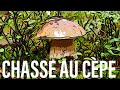 On trouve un superbe cpe boletus edulis 2019