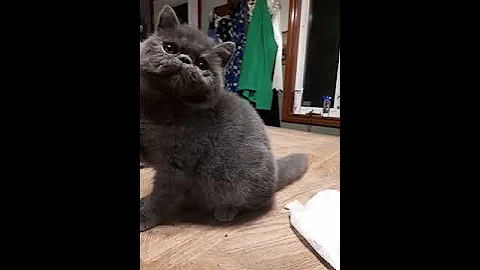 Video 1356991: exotic shorthair female, exotic shorthair blue, home pets