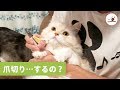 「ホントに爪切りするの...?」ニャンコさんのもの言いたげな目...🐱【PECO TV】