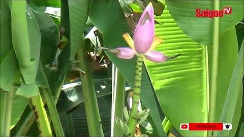 CÂY CHUỐI "Độc Lạ" nở như HOA SEN ở Đồng Tháp khiến nhiều người thích thú | Tin tức SaigonTV