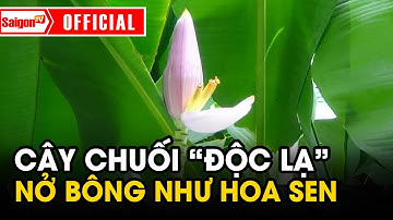 CÂY CHUỐI "Độc Lạ" nở như HOA SEN ở Đồng Tháp khiến nhiều người thích thú | Tin tức SaigonTV