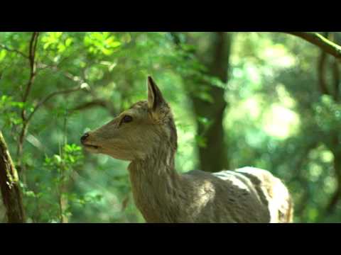 One-minute Nature Sound