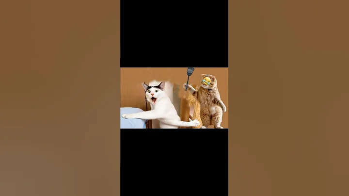 Watch the video about Cute Cat Funniest Videos 😱🐱😱#cats #funnyshorts #shorts