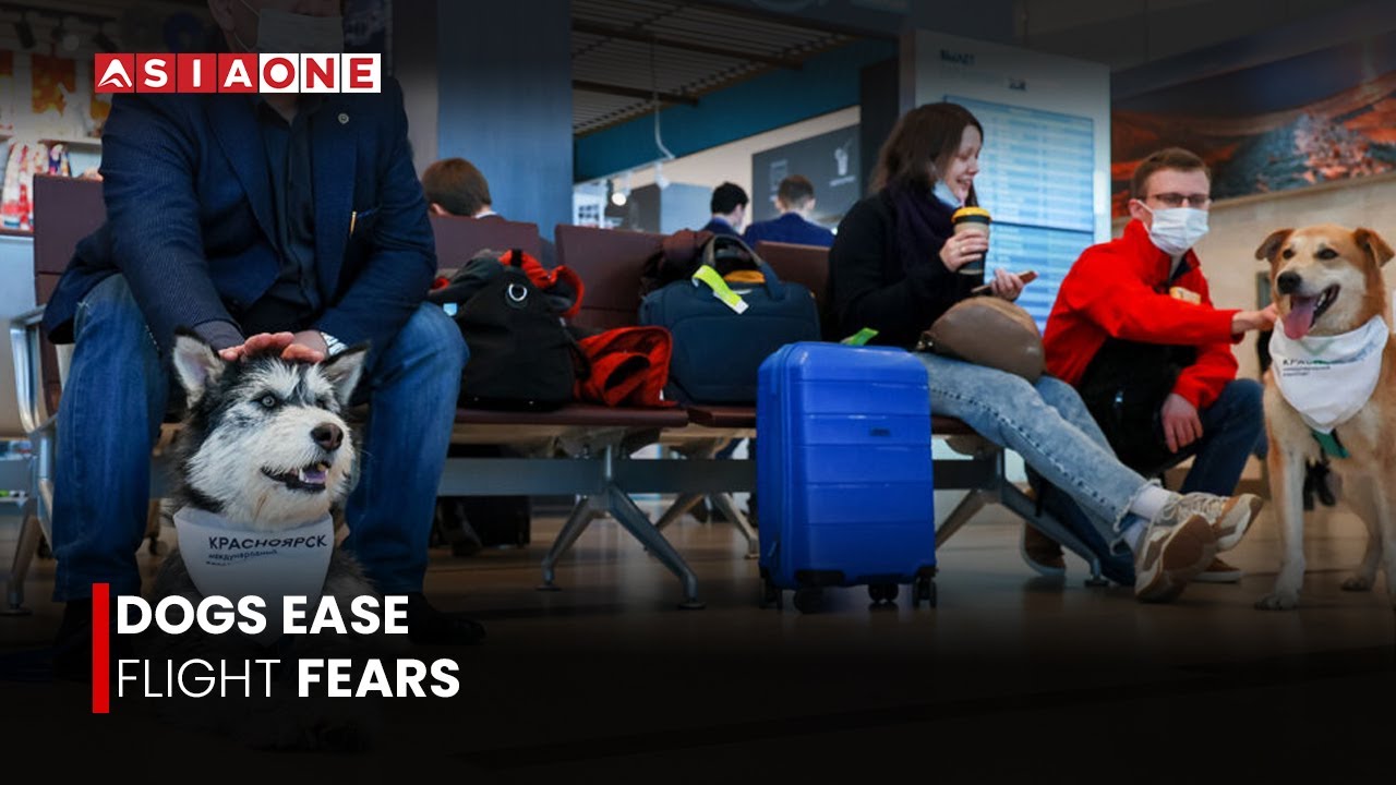 Emotional Support Dogs Help Calm Nervous Flyers at Mexico Airport | Asia One News