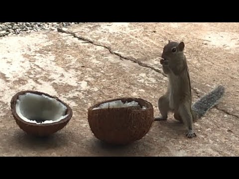 Two Squirrel eating coconut - YouTube