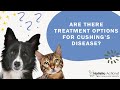 FAQ: Are there treatment options for Cushing’s Disease?