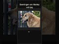 Sanningen om Marley och jag 🐕🎬 #Shorts
