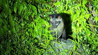 Download Lagu 2019 10 11 Deramakot Wildlife - Pygmy Elephant - Sunda Skunk - colugo - Island Palm Civets MP3 Download Lagu 2019 10 11 Deramakot Wildlife - Pygmy Elephant - Sunda Skunk - colugo - Island Palm Civets MP3