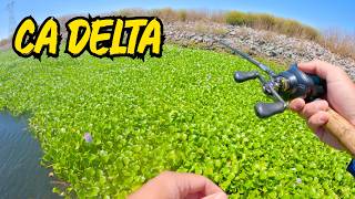 Bass, Bluegill, and Catfish Fishing on the CA Delta! Fathers Day