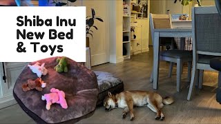 new costco bed and toys | Shiba Inu maki vlog