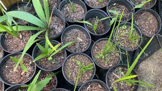 Winter protection for palms in Austin Texas