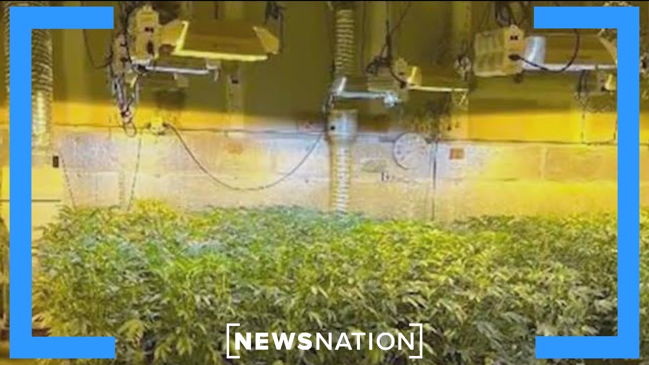 Authorities say Chinese migrants illegally growing pot in Oklahoma | On Balance