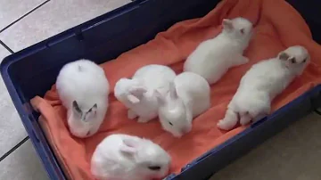 Cosa fare con un cucciolo di coniglio?