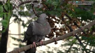 Pigeons flying in slow motion - Shot using Sony RX100 VII