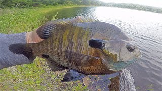 Bank Fishing Micro Finesse Baits for Tank Bluegills