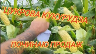 Цукрова кукурудза готова до продажу Обзор посаджених сортів