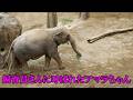 飼育員さんに呼ばれたアマラちゃん Asian elephant(アジアゾウ) 多摩動物公園