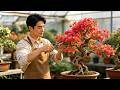 Is Your Bougainvillea Growing Only Leaves and No Flowers? Get These 4 Steps Right in March.