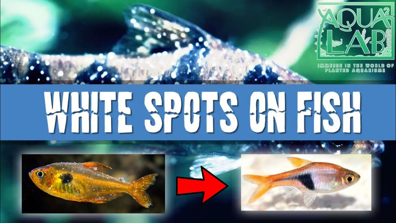 combatting-white-spots-treating-ich-in-aquarium-fish-youtube