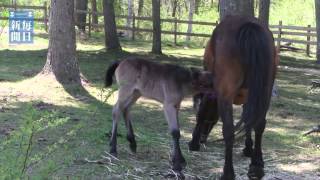 木曽馬の赤ちゃん誕生