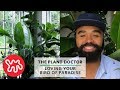 Loving Your Bird Of Paradise The Plant Doctor Omkicau(.mp3 .mp4) Mp3 - Mp4 Download