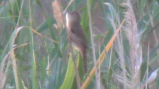 Clamorous Reed Warbler (Acrocephalus stentoreus), 8.3.2010, Dead Sea, Israel
