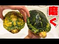 苔まみれのカメの甲羅を磨いてみた結果…