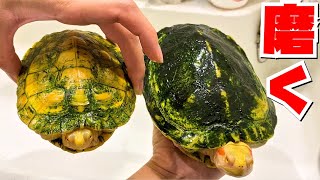 苔まみれのカメの甲羅を磨いてみた結果…