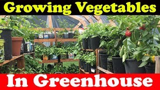 Growing Vegetables in Greenhouse