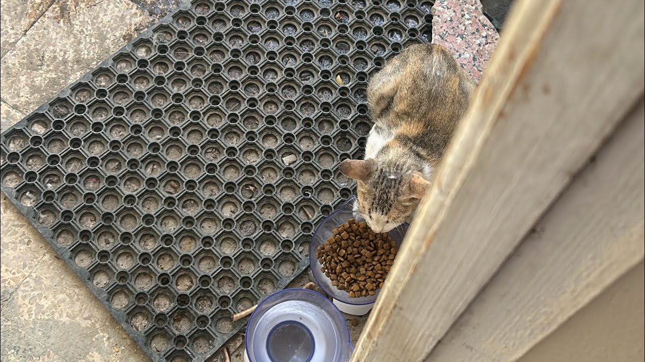 STRAY CATS COMPILATION IN MIDDLE EAST 