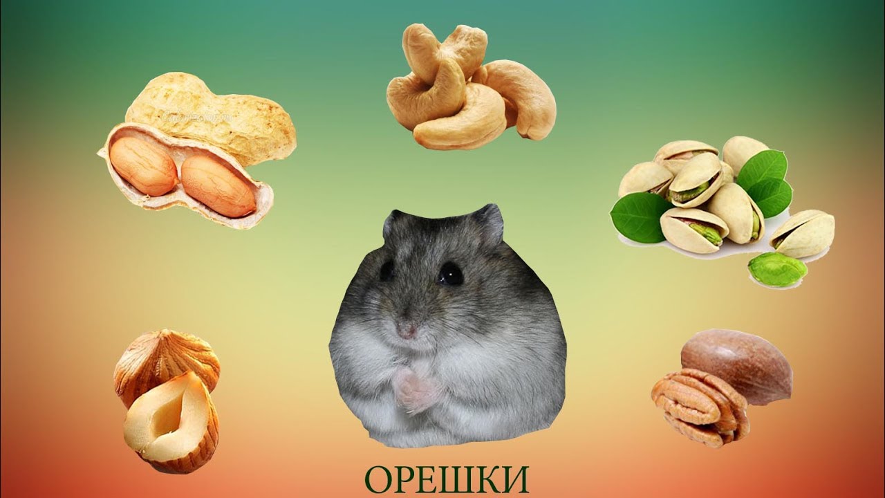 Можно ли хомякам жареные