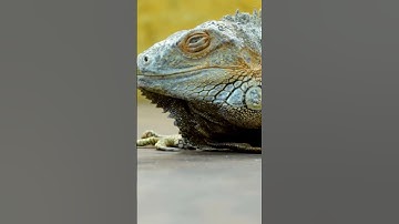 Facts about Why Some Animals Blink Weird 🤔 #facts #educational